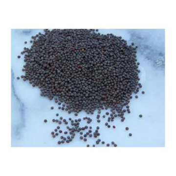 Mustard Seeds (Raayaan) - 250 grms