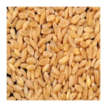 Wheat - 1 kg